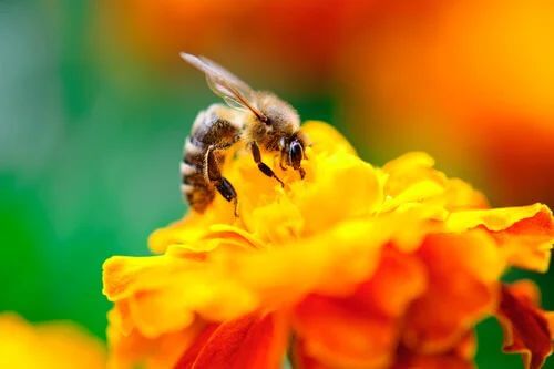 Calendula tra i fiori che attirano di più le api.