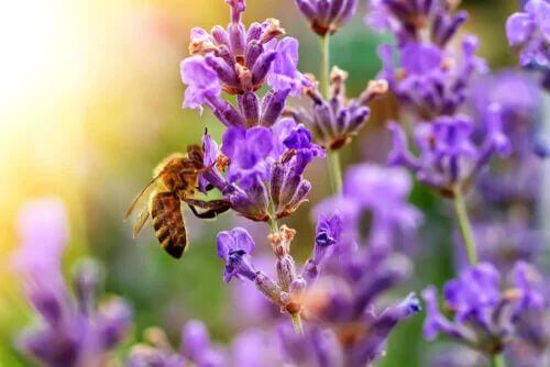 Quali sono i fiori che attirano di più le api?