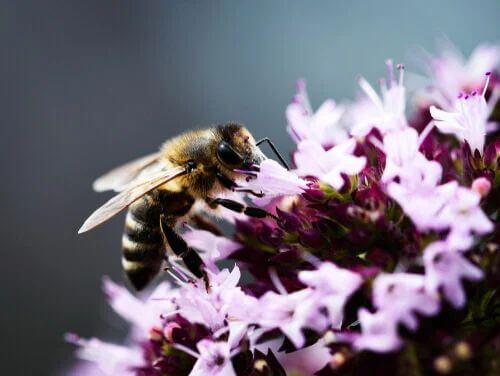 Origano tra i fiori che attirano di più le api.
