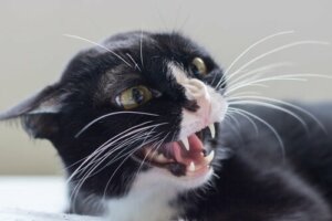6 cose che il vostro gatto odia e che dovete evitare