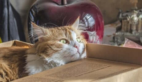 Cose che il gatto odia: felino durante un trasloco.