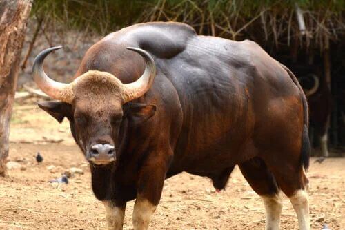 Il gaur: conservazione e habitat di questo imponente animale