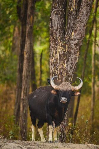 Conservazione del gaur.