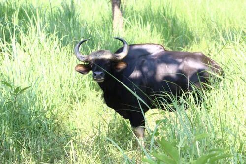 Posizione geografica del gaur.