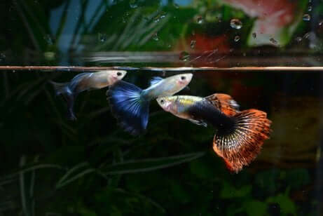 La riproduzione in un acquario: pesci guppy.