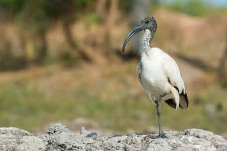 Ibis sacro su una zampa.