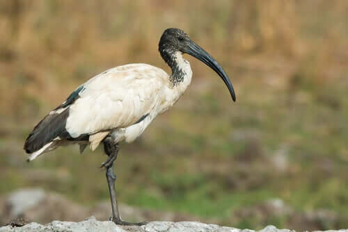 Ibis sacro, un uccello curioso che ha ispirato miti e leggende