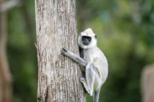 Langur grigio: caratteristiche di questa simpatica scimmia