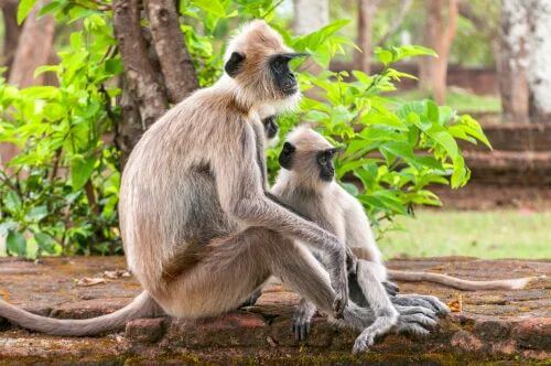 Langur grigio, mamma con piccolo seduta su un muretto.