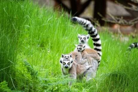Lemure dalla coda agli anelli nell'erba.