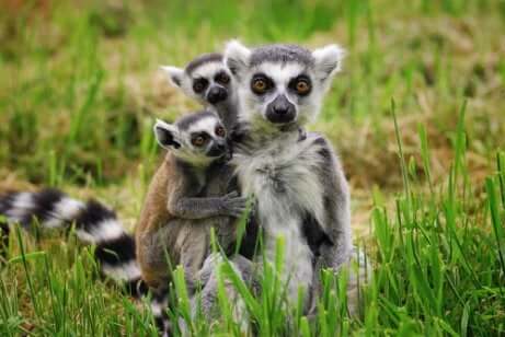 Gruppo di lemuri del Madagascar.