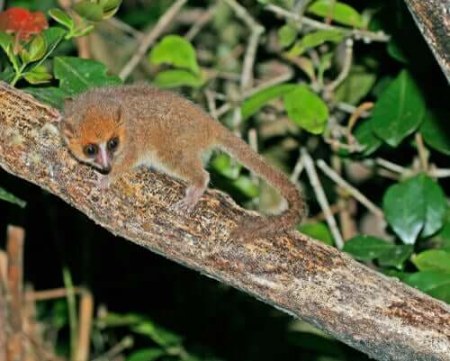 Microcebo: il lemure più piccolo del mondo