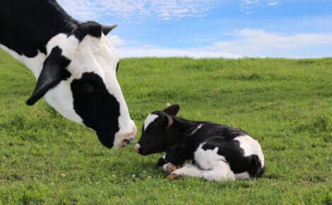 Svezzamento di un vitello: mucca con il vitello.