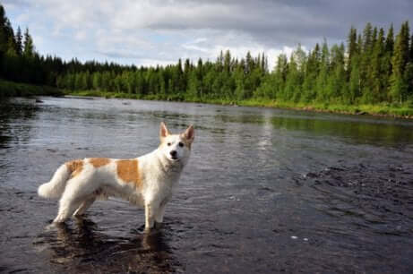 Norrbotten spitz sull'acqua.