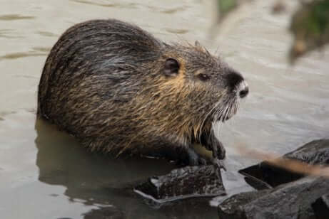 Nutria sull'acqua.