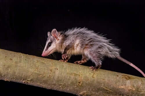 Opossum della virginia su albero.