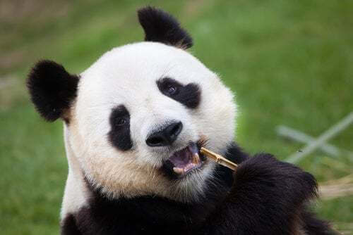 Panda che mangia bambù.