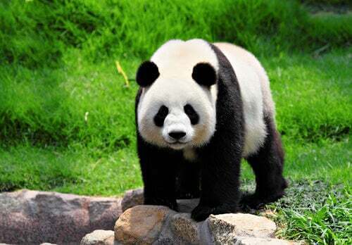 Curiosità sul panda gigante che non conoscevate