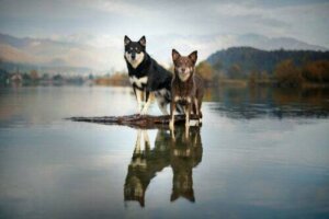Caratteristiche del cane finlandese di Lapponia