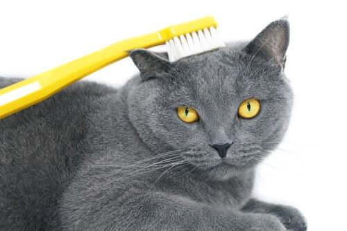Spazzolare il pelo del gatto.
