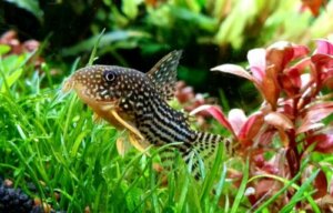 4 pesci da fondo perfetti per il vostro acquario