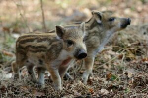 L'allevamento domestico del cinghiale