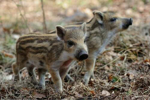 L'allevamento domestico del cinghiale