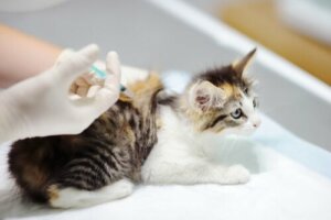 Fibrosarcoma nei gatti: trattamento e cura