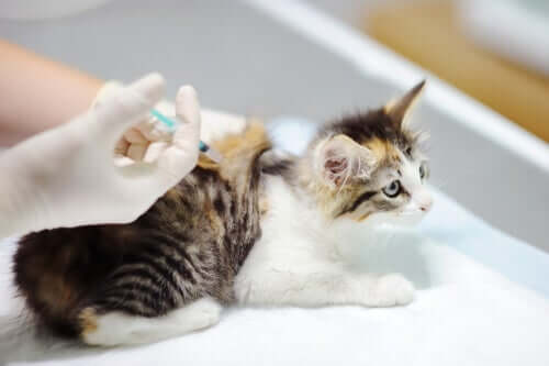 Fibrosarcoma nei gatti: trattamento e cura