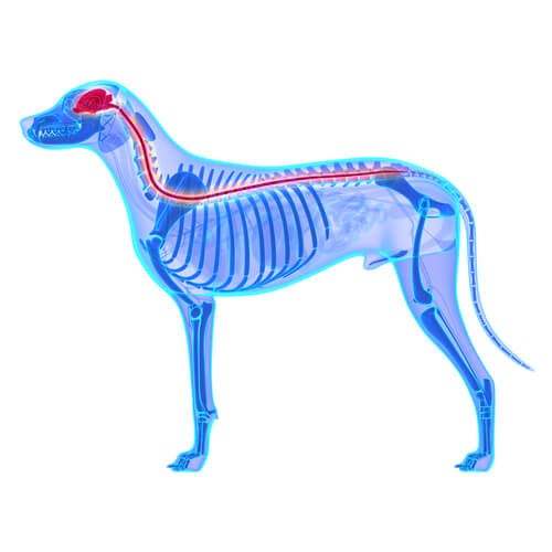 Radiografia di un cane.