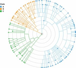 La filogenesi e l'albero della vita: la storia di ogni creatura esistente