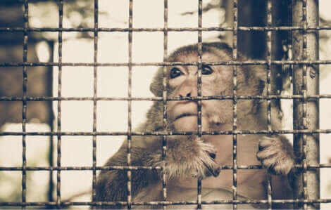 Commercio illegale di animali: scimmia in gabbia.