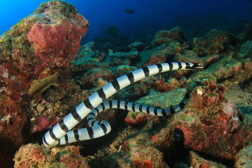 Serpenti marini.