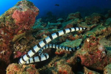 Serpenti marini: come sono classificati?