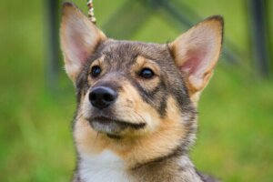 Swedish Vallhund: un bellissimo cane di origine svedese