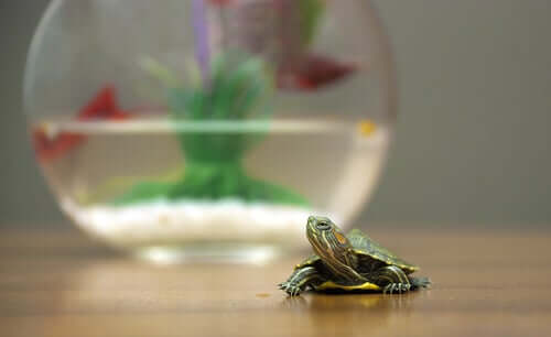 Tartaruga piccola. Animali appartamento.