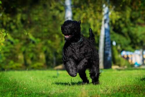 Terrier nero russo che corre.