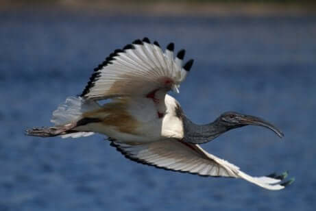 Ibis sacro in volo.