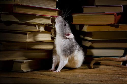 Topo di biblioteca.