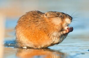 Il topo muschiato: riproduzione e comportamento