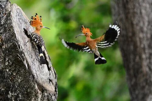 Due upupe vicino al loro nido.