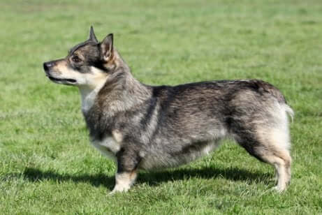 Swedish Vallhund in un prato.