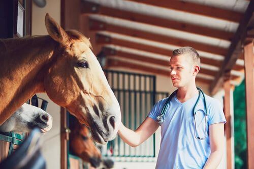 Malattie equine, veterinario visita un cavallo.