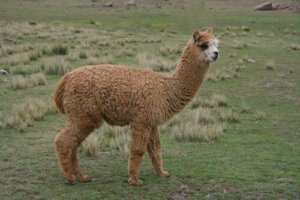 Alpaca: caratteristiche di un mammifero bizzarro