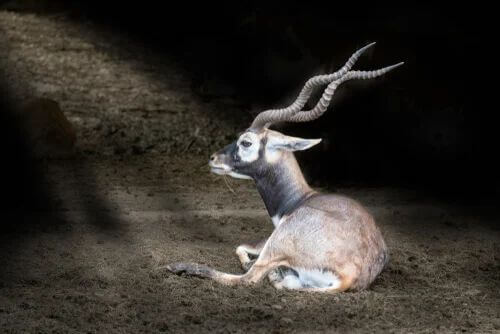 Antilope cervicapra all'ombra.