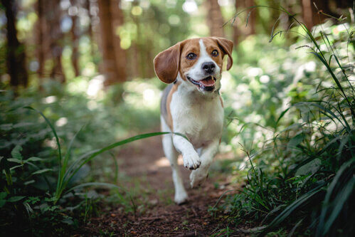 Quali sono le malattie più comuni nei beagle?