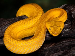 Esemplare di ferro di lancia dorato.