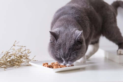Alimentazione del british shorthair.