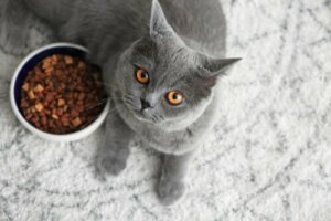 Dieta del british shorthair: come deve essere per mantenerlo in salute