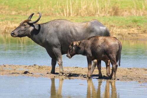 Bufali e allevamento: una nuova simbiosi
